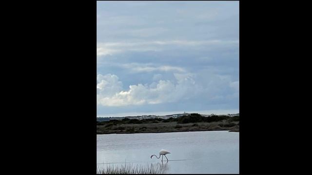 Кипр, Фламинго, цапля смотреть онлайн