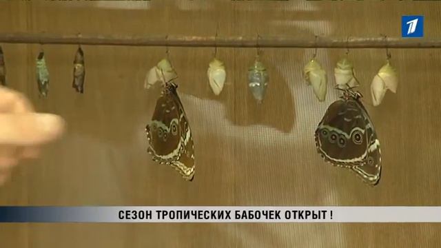 ПБК: Сезон тропических бабочек открыт! смотреть онлайн