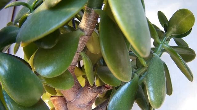 Настраиваемый объектив на экшен камеру смотреть онлайн