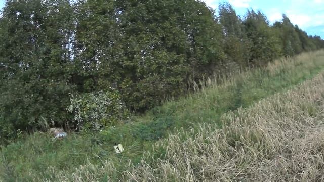 Охота на дикого голубя. Вяхирь на пролете. Hunting for a wild pigeon. смотреть онлайн