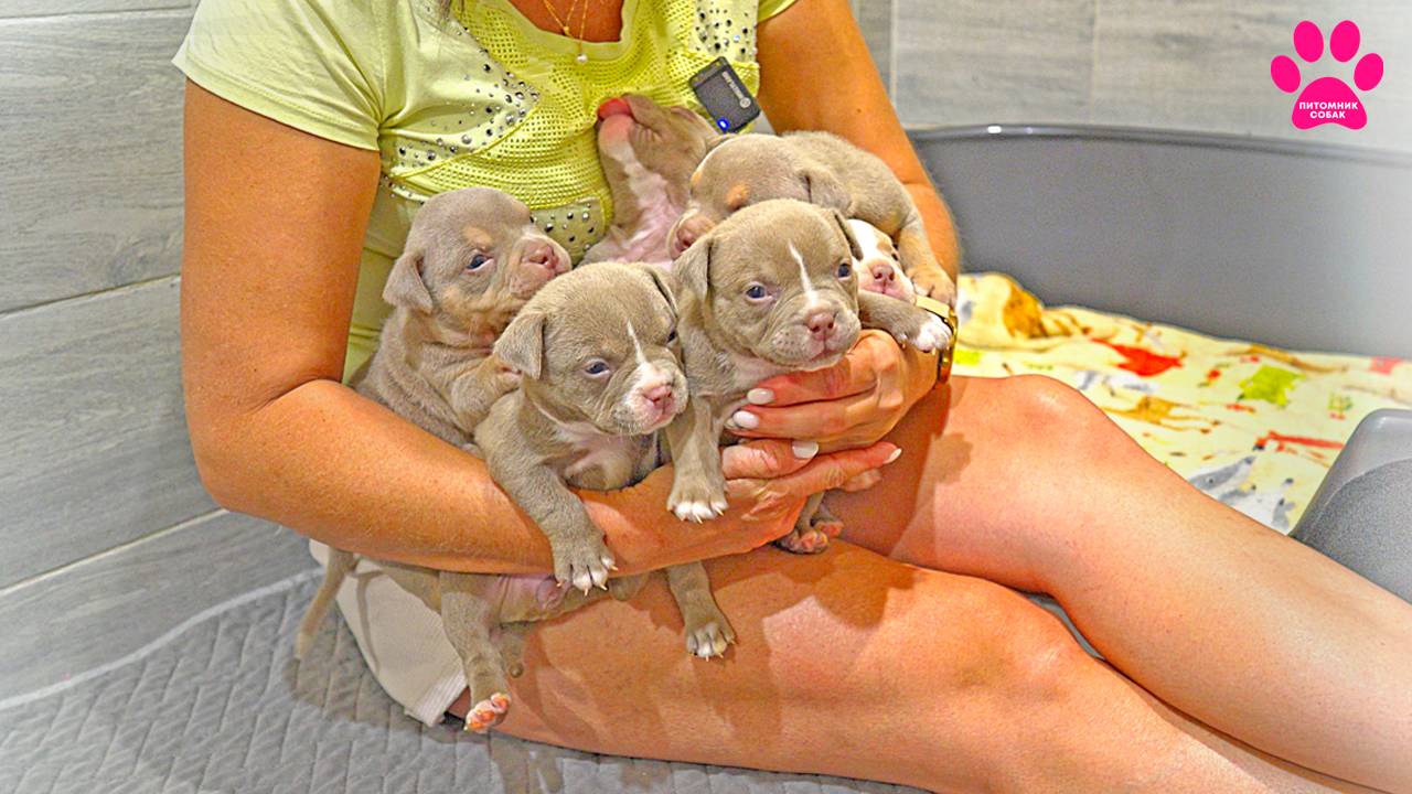 Щенков раскупили за несколько дней! Ажиотаж на сладких булочек из Питомника Собак! Остался 1 щенок! смотреть онлайн