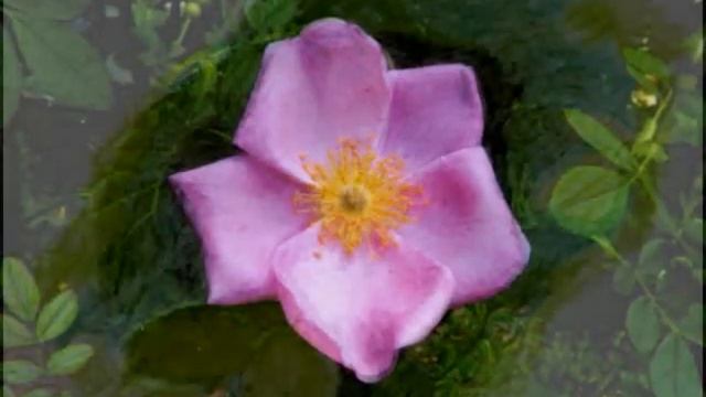 MacDowell, "To A Wild Rose," Op. 51, No. 1 смотреть онлайн