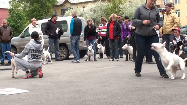 Dog Show Mono Bull terrier 2014/05/25 p08 (583) смотреть онлайн