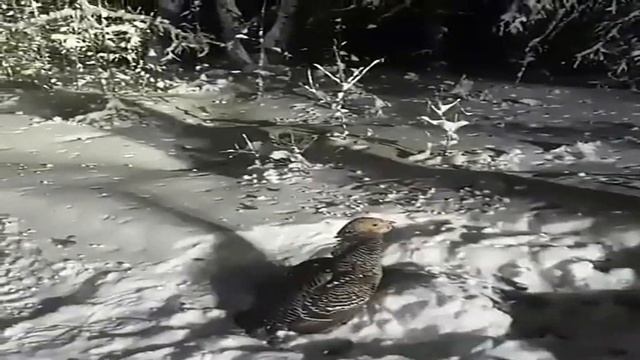 Лучшие моменты с охоты в якутии - Охота в якутии - подборка #3 смотреть онлайн