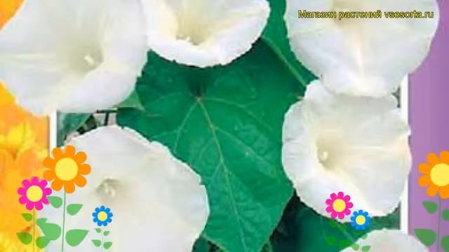 Ипомея пурпурная вьюнок Перли гейтс. Краткий обзор, описание ipomoea purpurea Pearly Gates смотреть онлайн