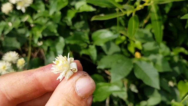 Gewöhnliche Waldrebe - Blüte/Blüten - 07.06.18 (Clematis vitalba) - giftige Wildpflanzen bestimmen смотреть онлайн