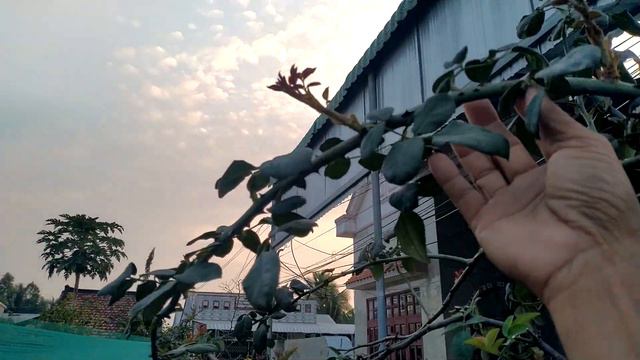 Cách làm cho Hoa hồng Leo vài chục mét. chồi nhiều , quá nhiều hoa đẹp. смотреть онлайн