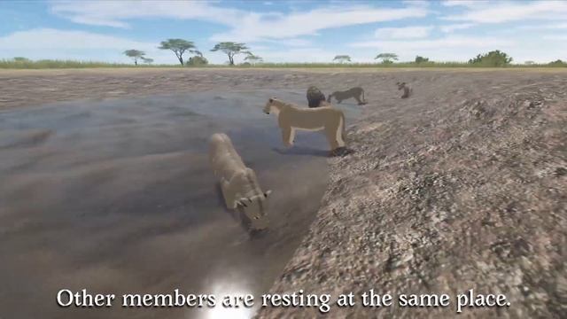 Roblox - Testing A | LION DOCUMENTARY (a Lion Pride) смотреть онлайн