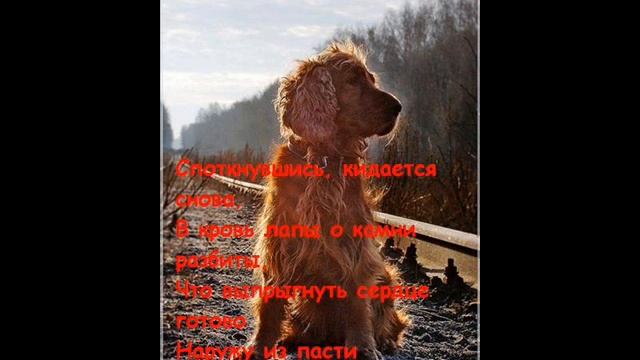 стихи о рыжей собаке....wmv смотреть онлайн