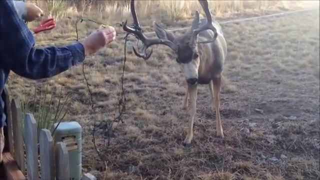 Deer Tangled in Christmas Lights - Rescued смотреть онлайн