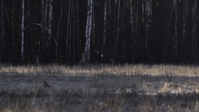Косули, Беларусь. смотреть онлайн