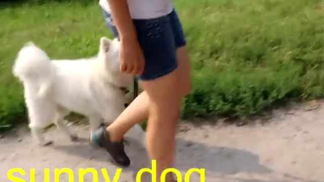 Цена на самоеда. Сколько стоит самоеда или какая цена на белое пушистое самоедское счастье смотреть онлайн