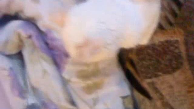 наезд на кота смотреть онлайн