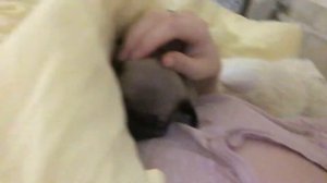VLOG/мне купили собаку,новая причёска
