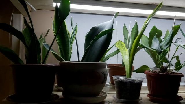 Зимовка комнатных растений. Освещение. Выбор ламп. смотреть онлайн