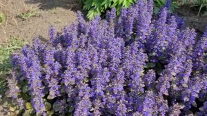 ?ЖИВУЧКА ПОЛЗУЧАЯ/АЮГА в саду?