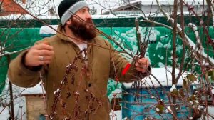 Заготовка черенков для прививок на зиму и хранение в холодильнике