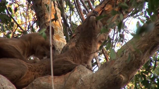 fossa in Madagascar смотреть онлайн