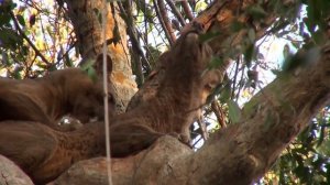 fossa in Madagascar