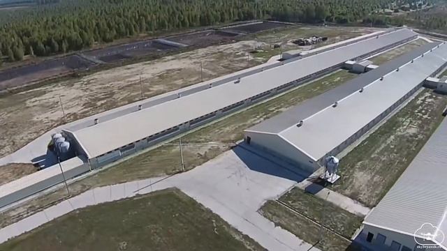 Свиноводческий комплекс "Царь-мясо" 2014 смотреть онлайн