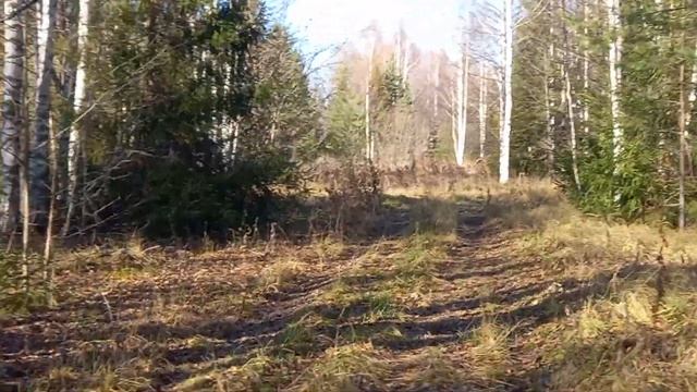 Встреча с лосем. Осень 2022 г. смотреть онлайн
