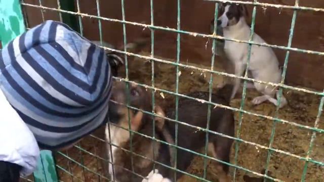 Кэсси, Кора, Фиалка и Ареон смотреть онлайн