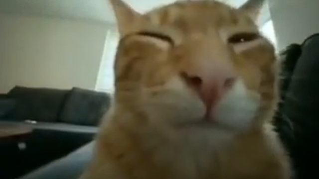 кот вкинулся и на чиле смотрит в камеру смотреть онлайн