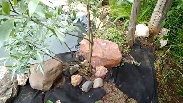 Обзор прудика наконец доделали, немного о клумбах 5 июня 2018 г. смотреть онлайн
