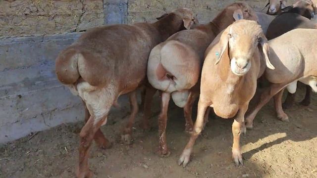 #арашанские_овцы #гиссар #анваррустемов #бараны #овцы # смотреть онлайн