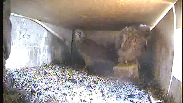 Lesser Kestrel Chicks About To Fledge Get Wild/ Jonge Kleine Torenvalken 