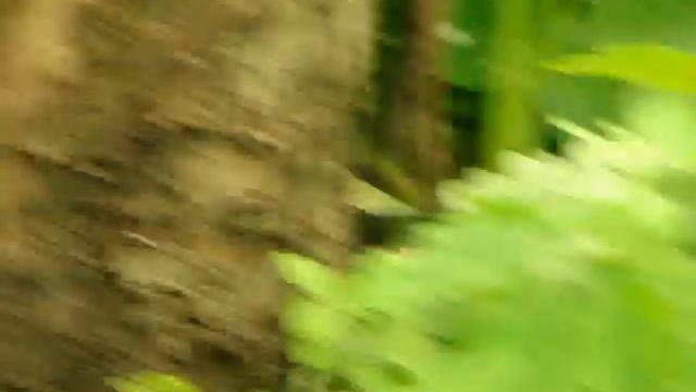 Девочка от Джокера, 2 месяца, видео 2.