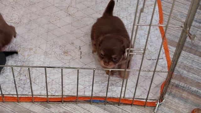 милота милейшая наши малыши чихуахуа питомник Кастропуло Крым цена в видео+79787458062 смотреть онлайн