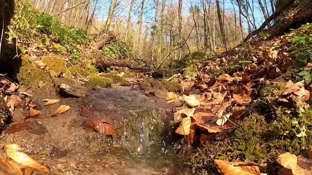 Медитация на прекрасный звук воды/шум ручья в лесу/forest sounds смотреть онлайн