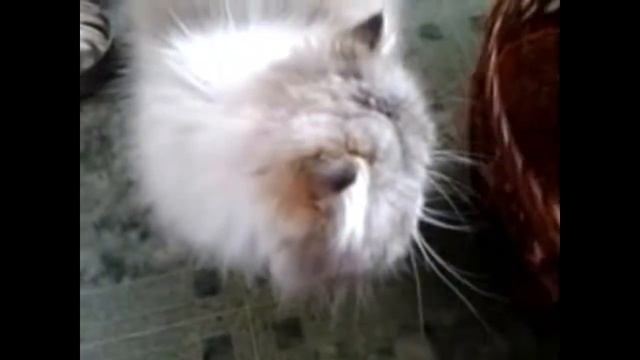 самые милые и шустрые кошки смотреть онлайн