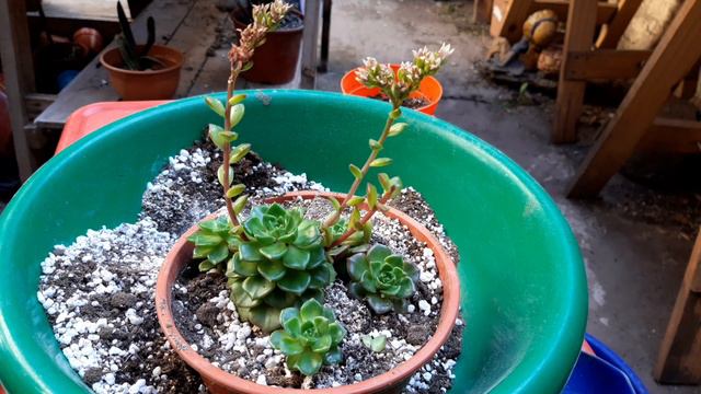 Sedeveria Letizia tan hermosa SUCULENTA que parece ficticia #SUCULENTAS, #JARDIN смотреть онлайн