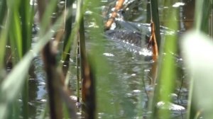 ✔️ НЕРЕСТ САЗАНА!!!РЫБА ТУТ КИШИТ!!! КРУПНЫЕ САЗАНЫ