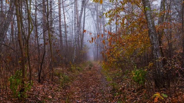 Осень, Чащи леса, Иван Бунин смотреть онлайн