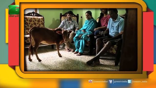 जानिए World की सबसे छोटी Cow Manikyam के बारे में | World's Shortest Cow смотреть онлайн