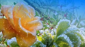 Футаж. Цветы на снегу 45