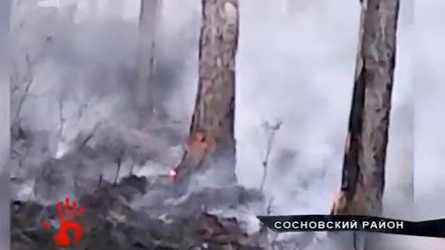 Отважная семья потушила горящий лес до приезда сотрудников МЧС смотреть онлайн