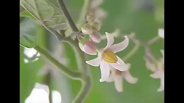 The Tamarillo Fruits and Benefits смотреть онлайн