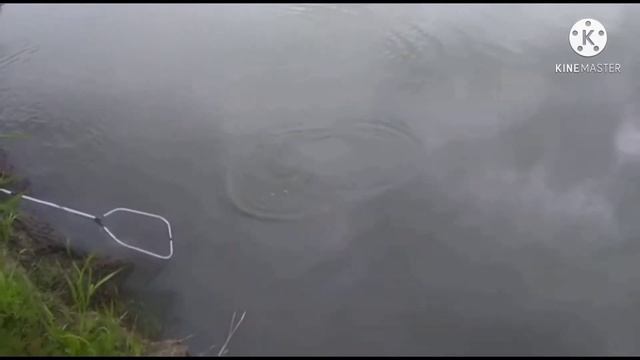 Летняя рыбалка на Чарыше . Хороший трофей смотреть онлайн