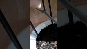 Как заставить цвести клеродендрум Томсона