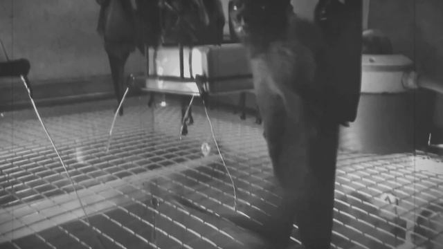 Мыши танцуют в клубе.