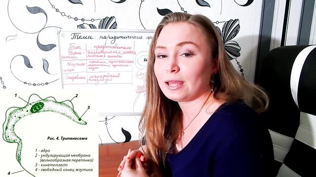 Паразитические простейшие| Плазмодий|Лямблии|Лейшмании|Трипаносома