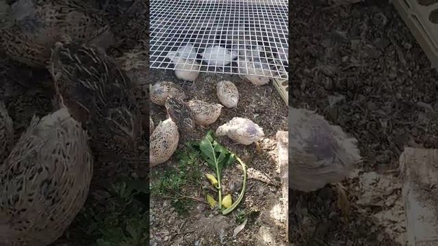 уличное содержание перепелов .? смотреть онлайн