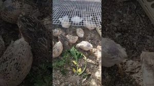 уличное содержание перепелов .?