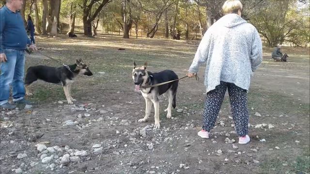 Племенной осмотр собак породы восточно-европейская овчарка и русская караульная овчарка.Симферополь смотреть онлайн