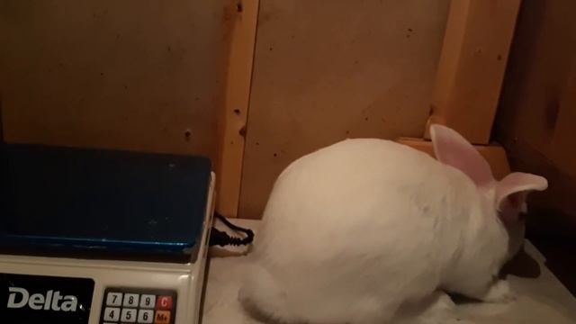 Новая кровь l Белый Паннон l Достал линию ДЯДИ САШИ смотреть онлайн