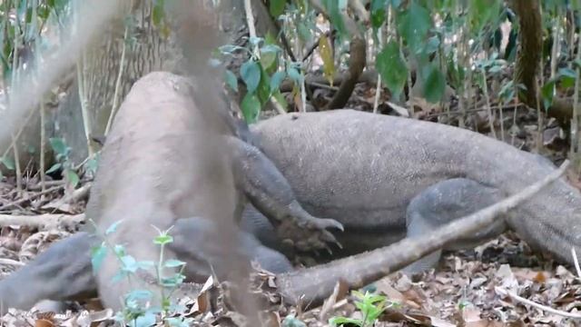 Komodo Dragon On Komodo Island. Indonesia.Комодский варан остров Комодо.Индонезия. [Комодский варан